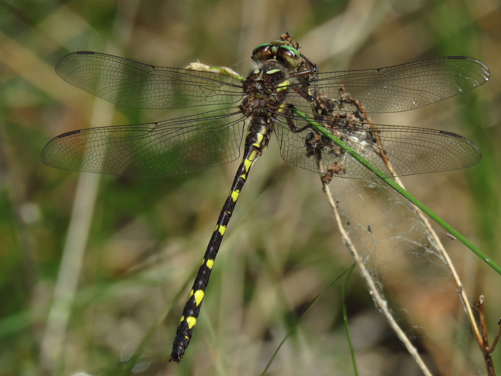 Image of Brown Spiketail