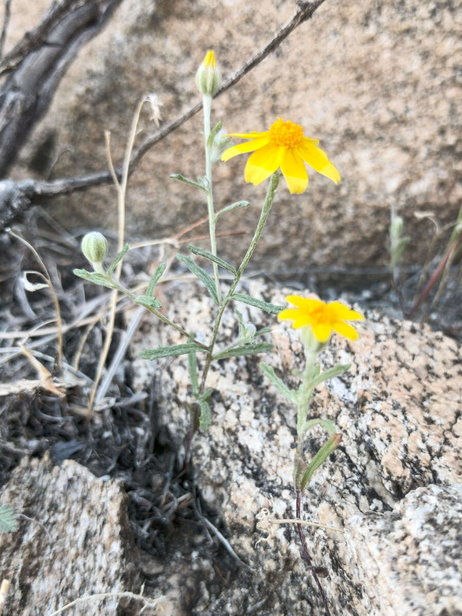 Imagem de Eriophyllum ambiguum var. paleaceum (Brandeg.) Ferris