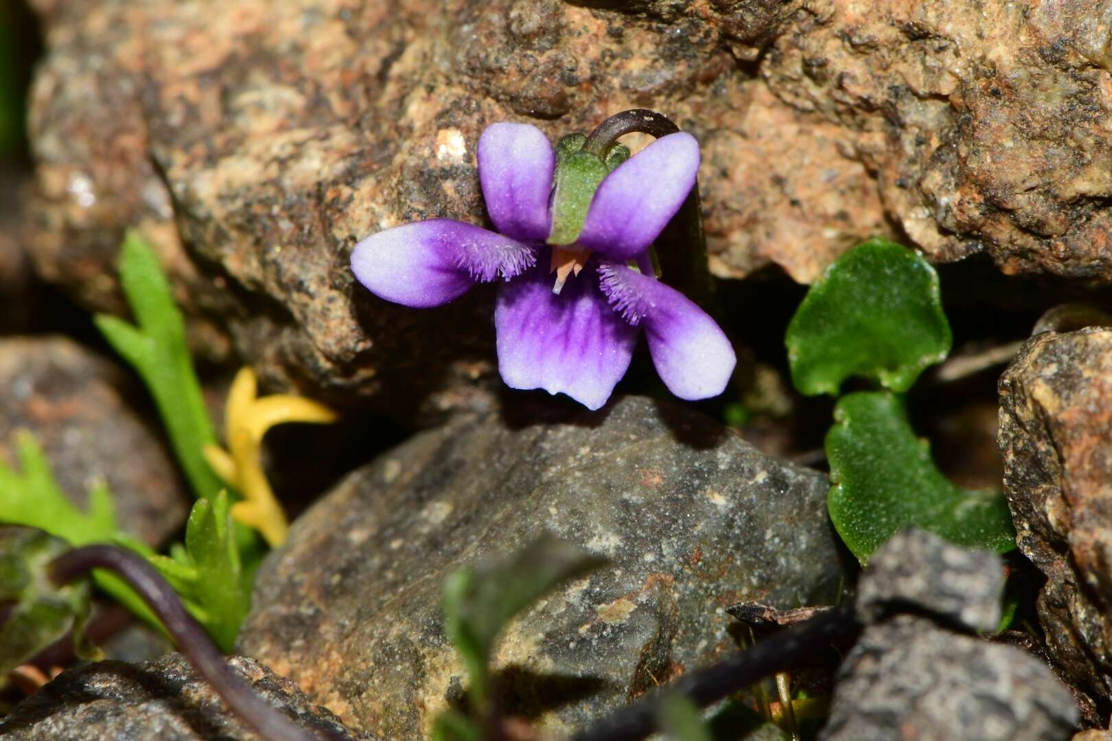 Image of Viola fuscoviolacea (L. G. Adams) T. A. James