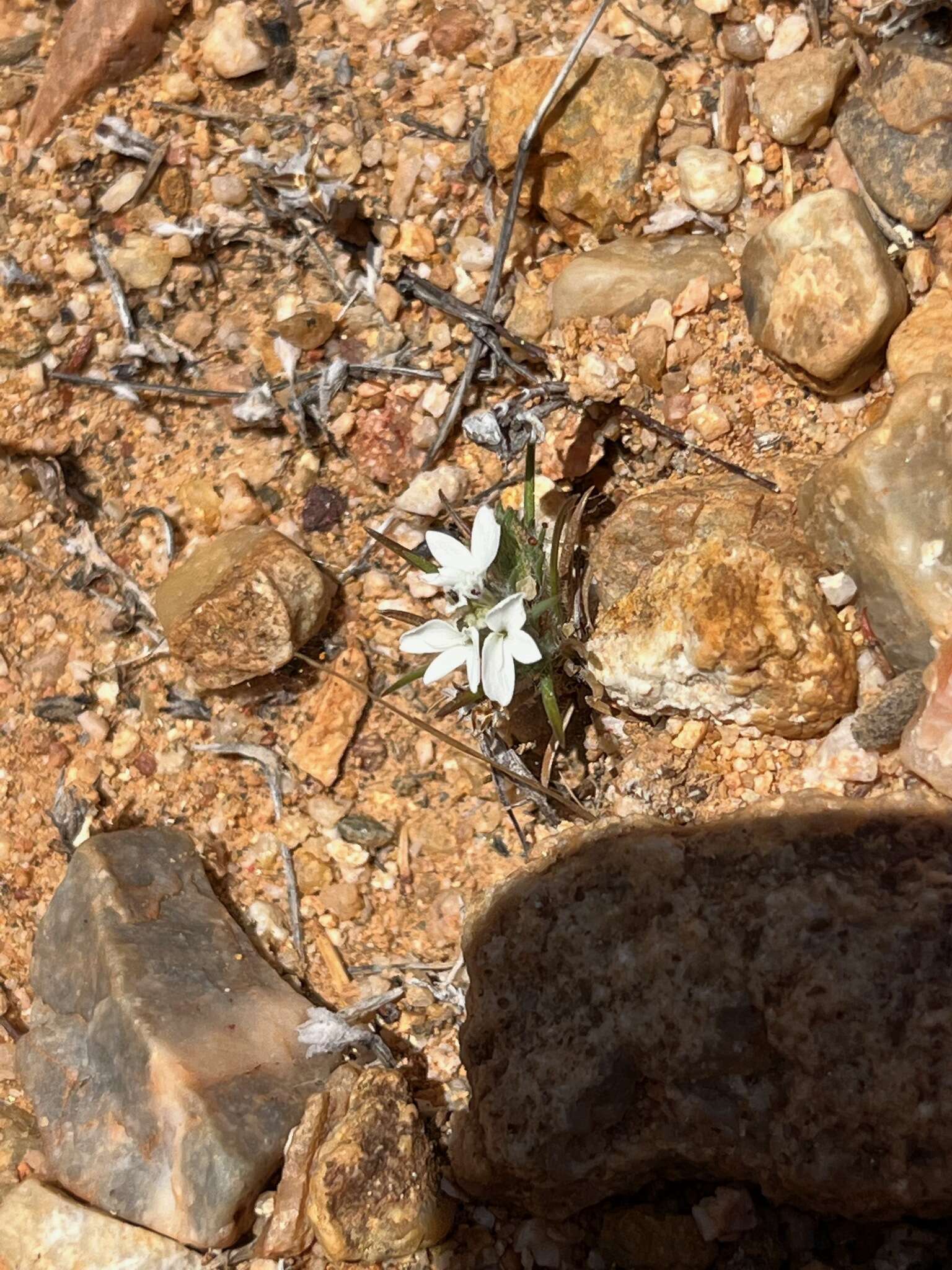 Image of dwarf western rosinweed