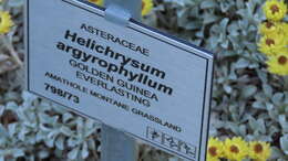 Image de Helichrysum argyrophyllum DC