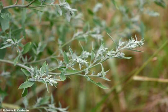 Plancia ëd Chenopodium berlandieri Moq.