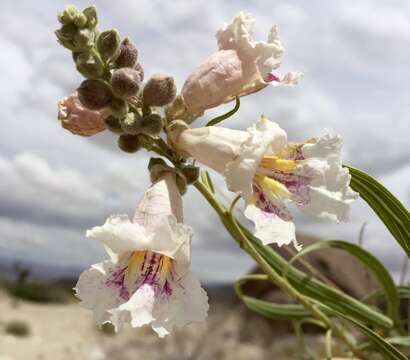 Image of desert willow