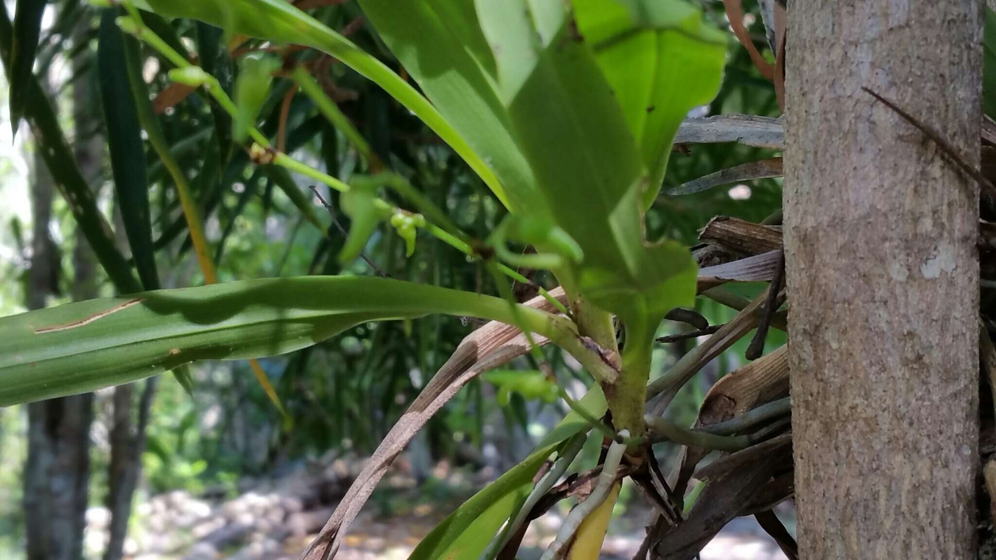 Plancia ëd Angraecum calceolus Thouars