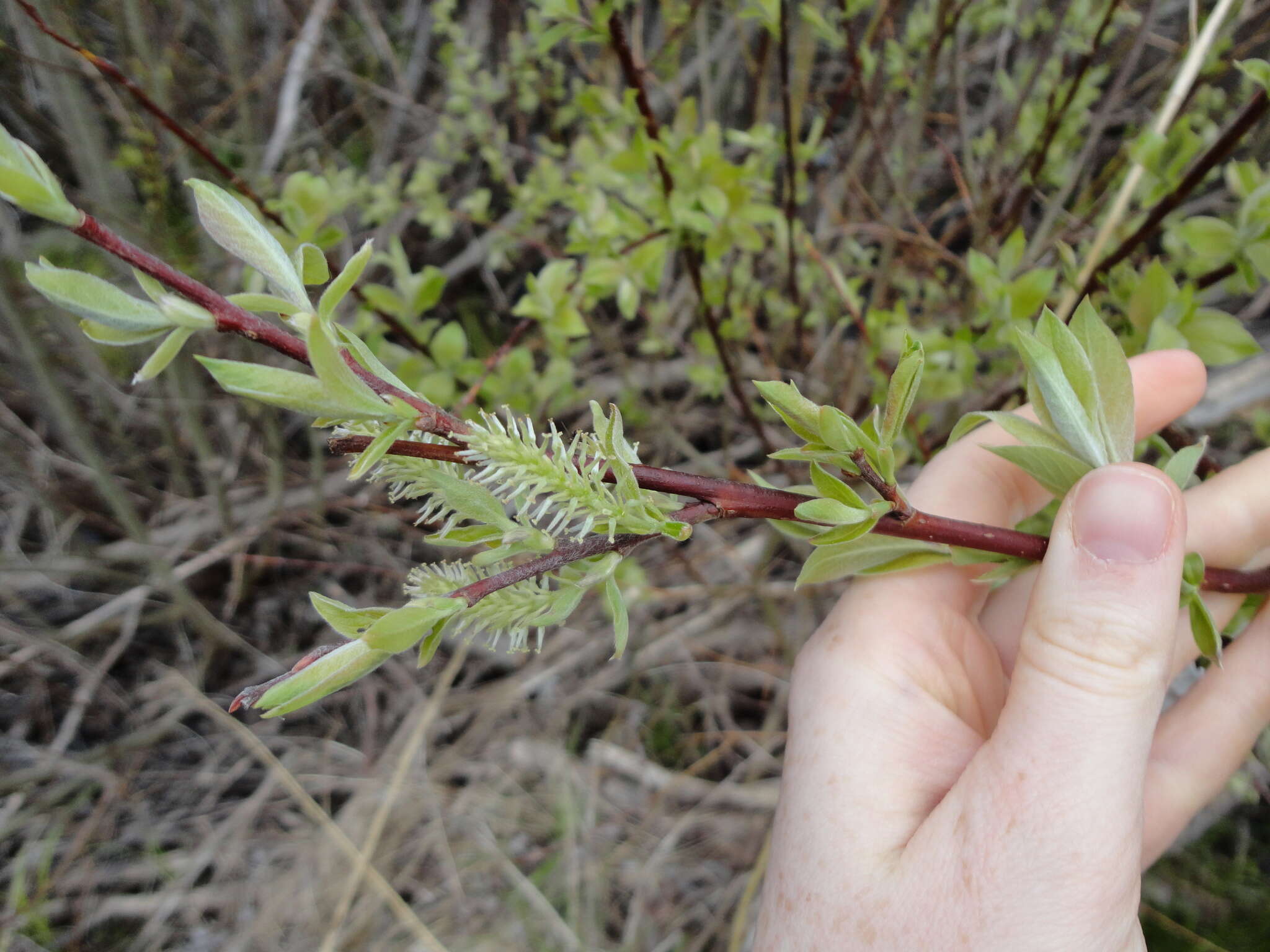 Plancia ëd Salix discolor Muhl.