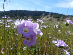 Image of largeflower linanthus