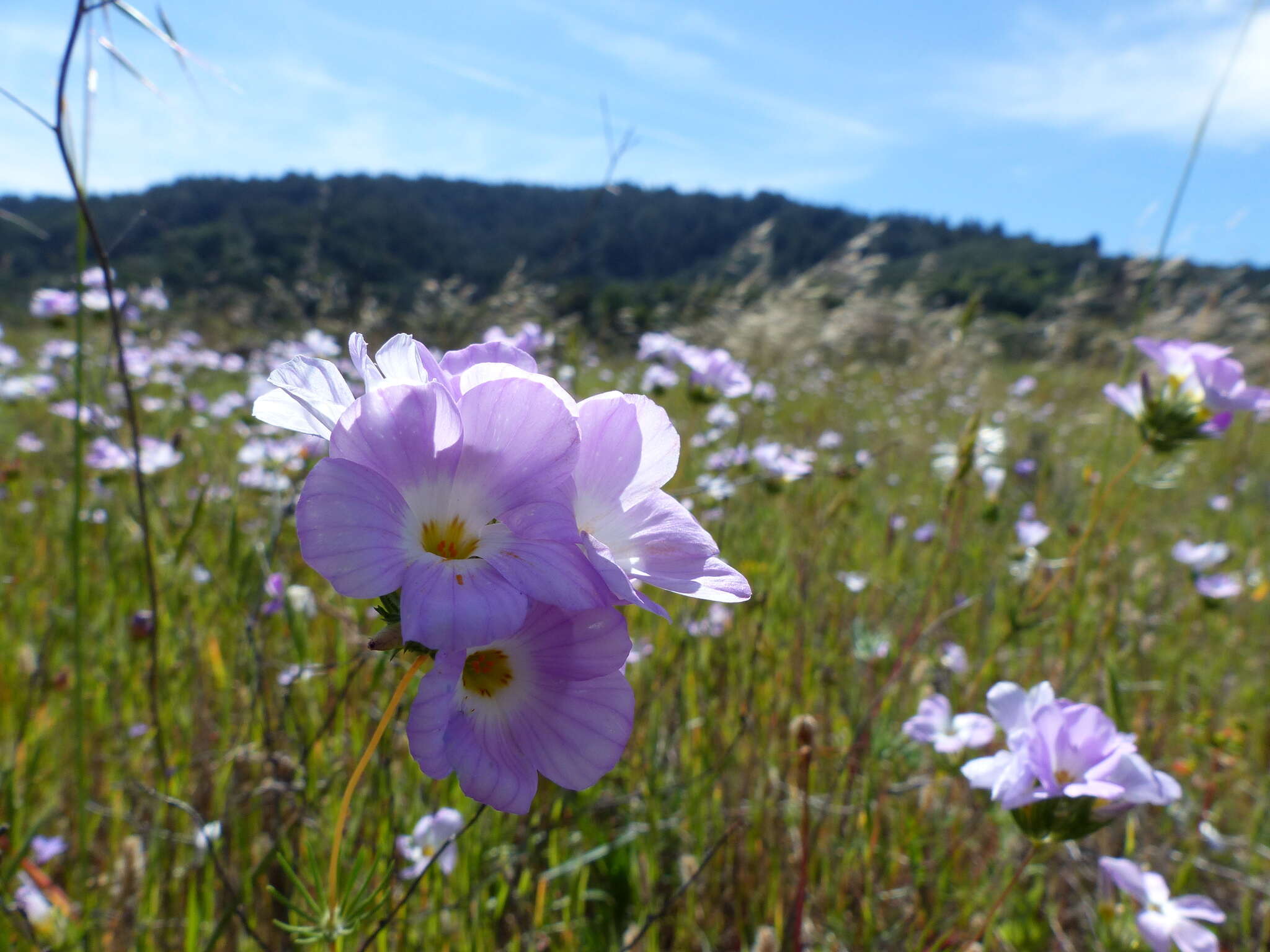 Image of largeflower linanthus