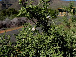 صورة Caroxylon aphyllum (L. fil.) N. N. Tzvelev