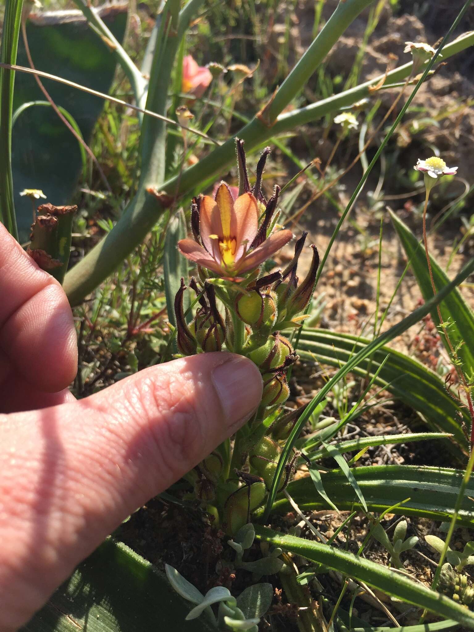 Image of Wachendorfia multiflora (Klatt) J. C. Manning & Goldblatt