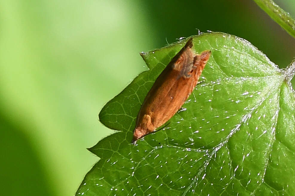 Image of Lathronympha