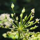 Image de Heracleum scabrum Albov