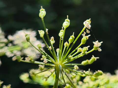 Image of Heracleum scabrum Albov
