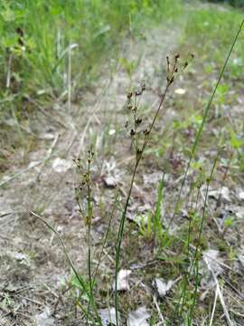 Слика од Juncus alpinoarticulatus Chaix