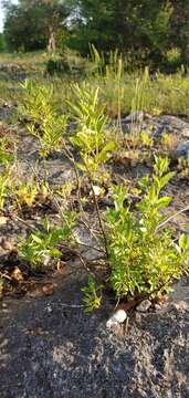 Sivun Buddleja racemosa A. Gray kuva