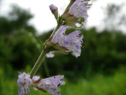 Image of Salvia japonica Thunb.