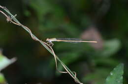 Image of Ceriagrion olivaceum Laidlaw 1914