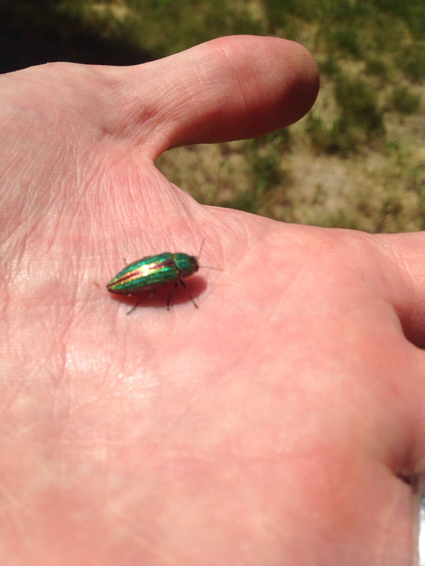 Imagem de Buprestis aurulenta Linnaeus 1767