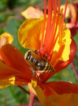 Image of Mexican Honey Wasp