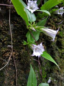 Image of Tripterospermum trinervium (Thunb. ex Murray) Hiroyoshi Ohashi & H. Nakai