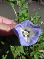 Image of nicandra