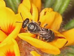 Lasioglossum calophyllae (Rayment 1935)的圖片