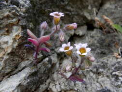 Image of Sedum mucizonia