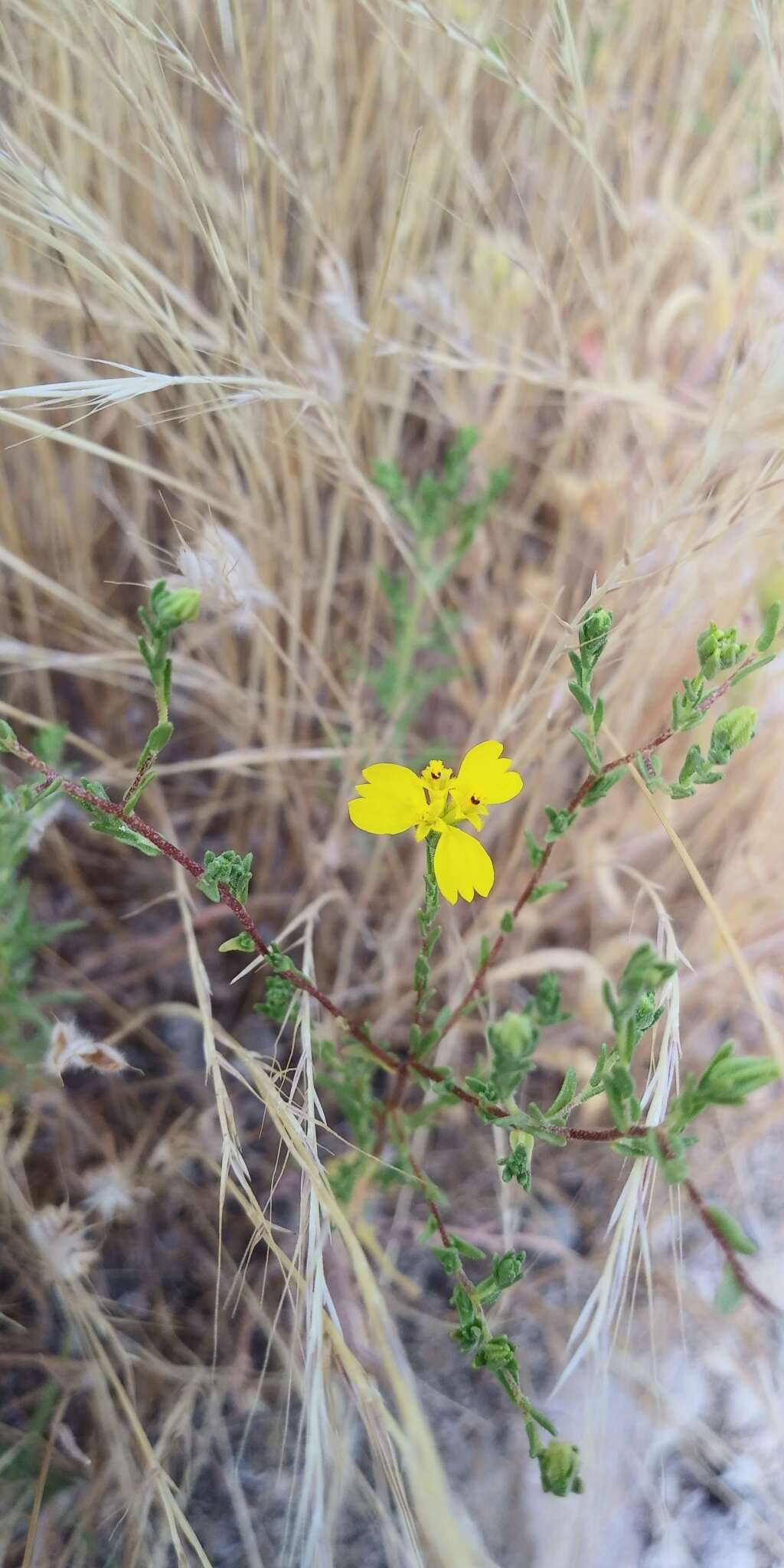 Image of threeray tarweed