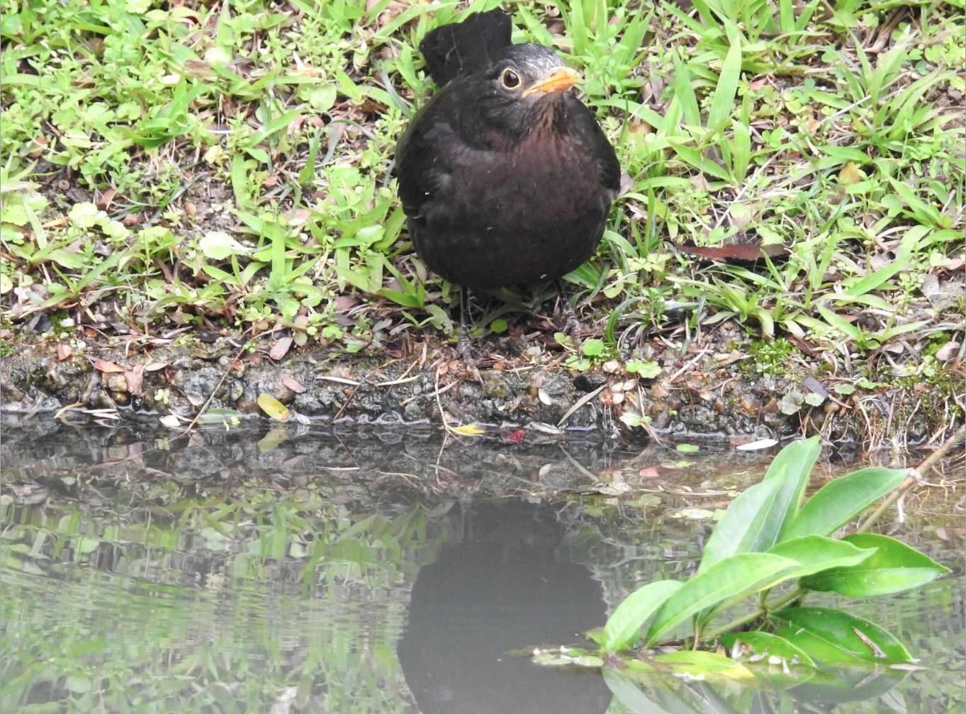 Image of Chinese Blackbird