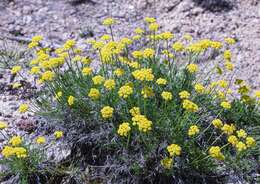 Image of slender wildparsley