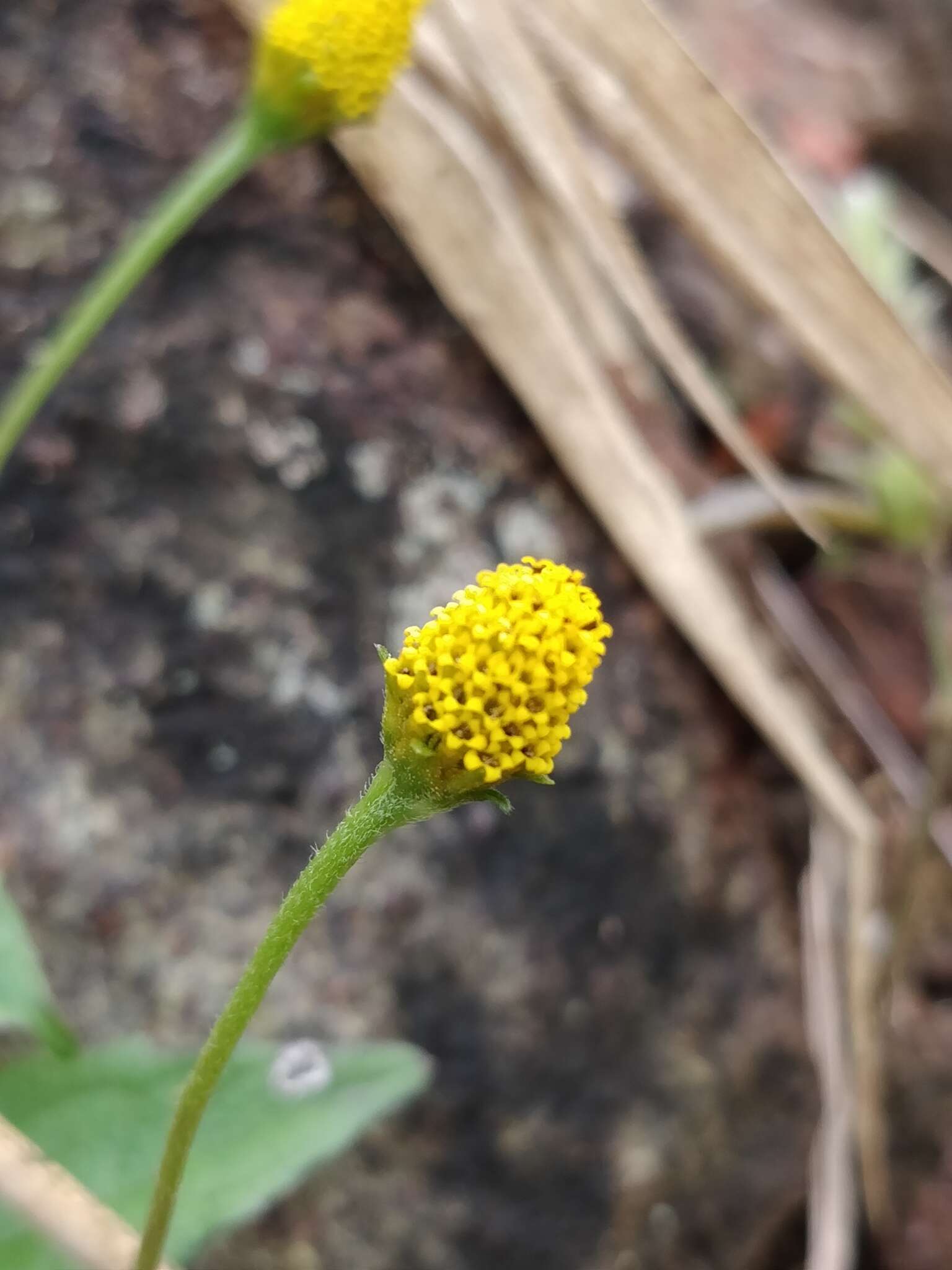 Sivun Acmella paniculata (Wall. ex DC.) R. K. Jansen kuva