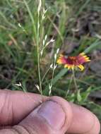 Imagem de Panicum hallii Vasey