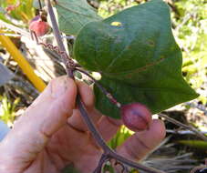 Image de Passiflora rubra L.