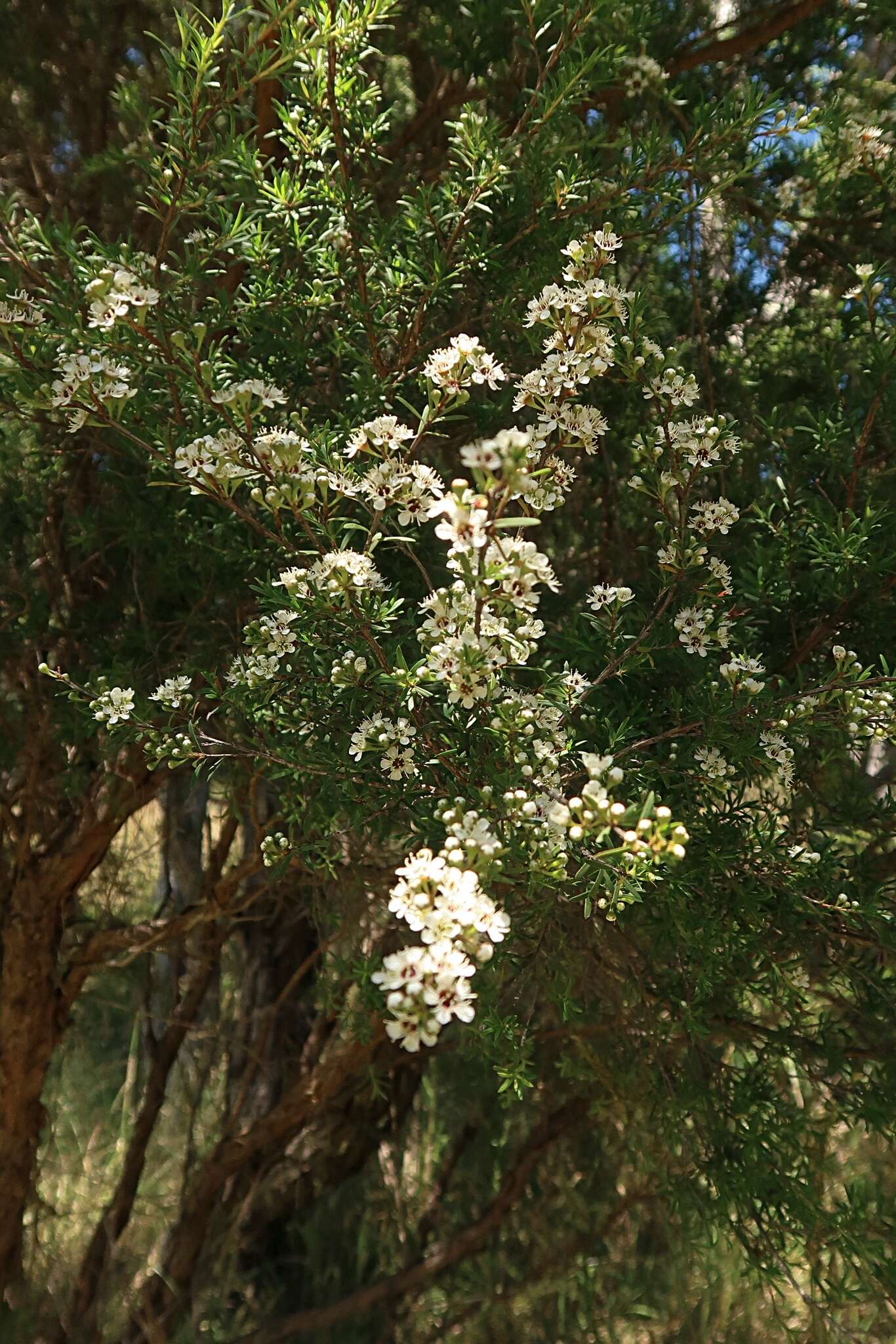 Sivun Kunzea ericoides (A. Rich.) J. Thompson kuva