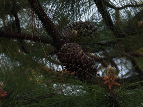 Image of Michoacán Pine