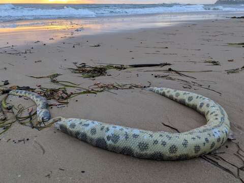 Image of Olive-headed or greater seasnake