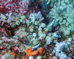 Image of Banda coralblenny