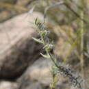 Image de Stenosolenium saxatile (Pall.) Turcz.