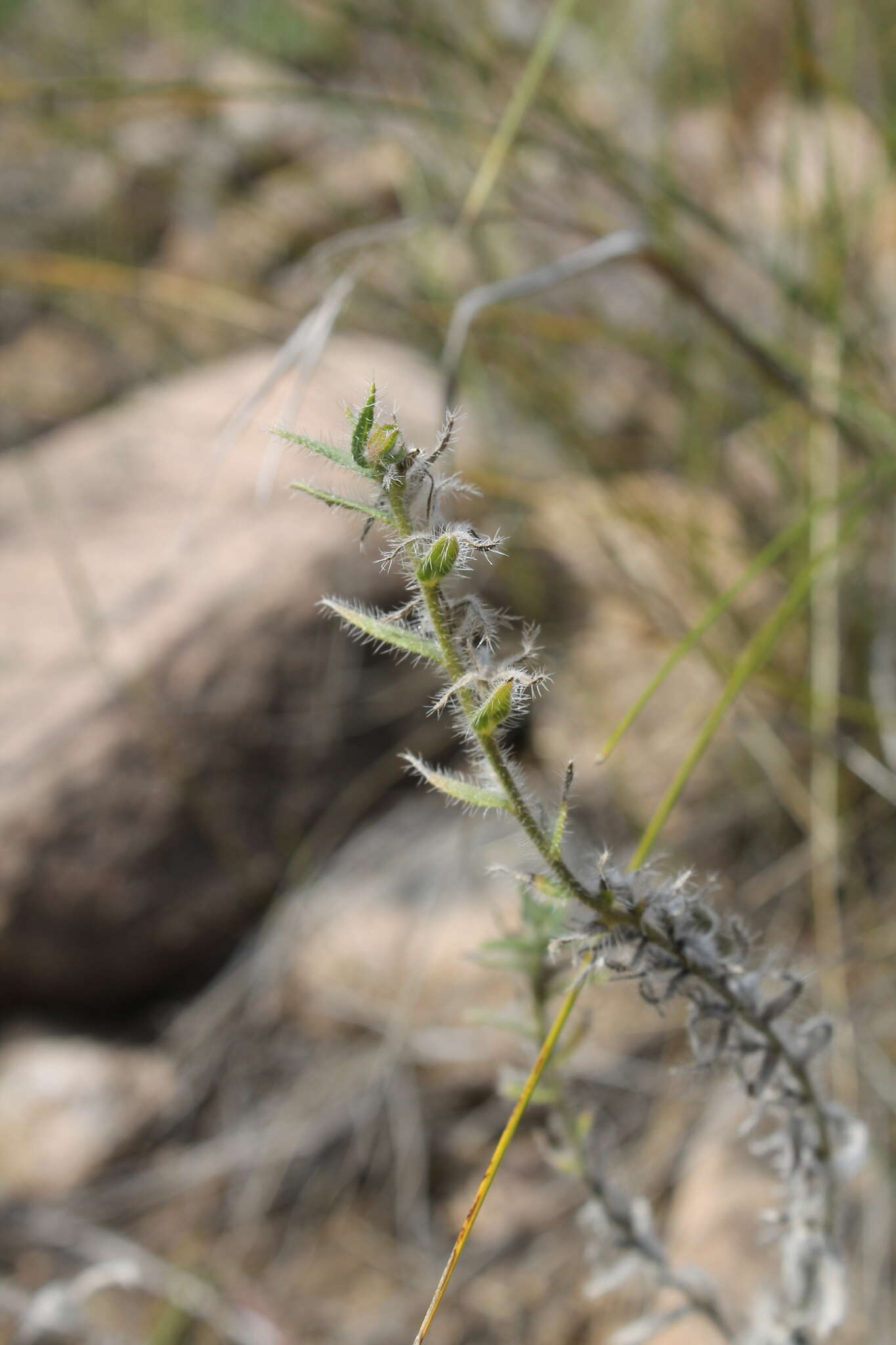 Image of Stenosolenium saxatile (Pall.) Turcz.