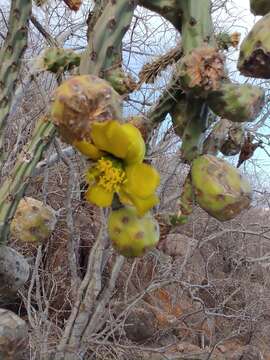 Image of Cylindropuntia thurberi subsp. thurberi