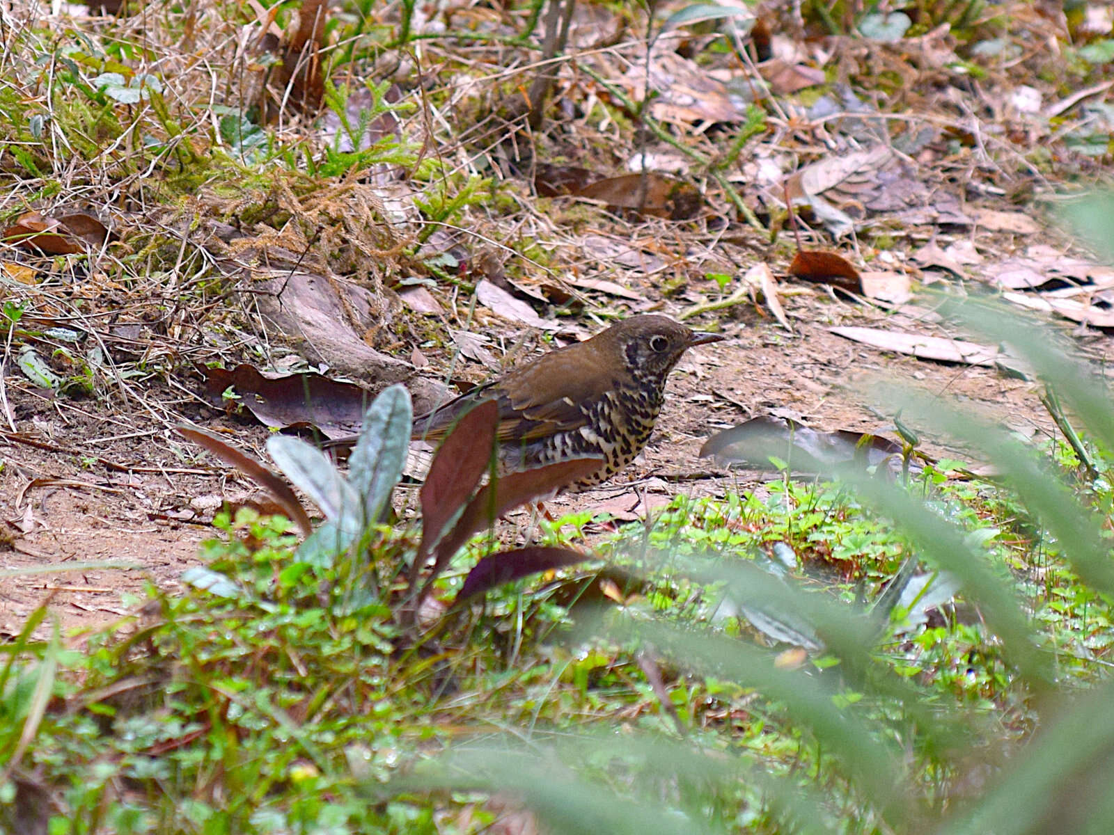 Image of Long-tailed Thrush
