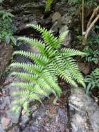 Image of Pteris terminalis Wall.