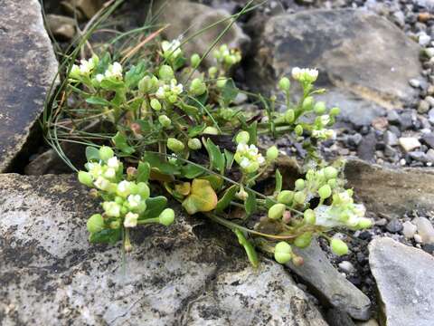 Image of cochlearia