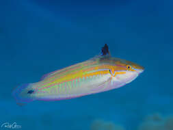 Image of Spot-tail wrasse