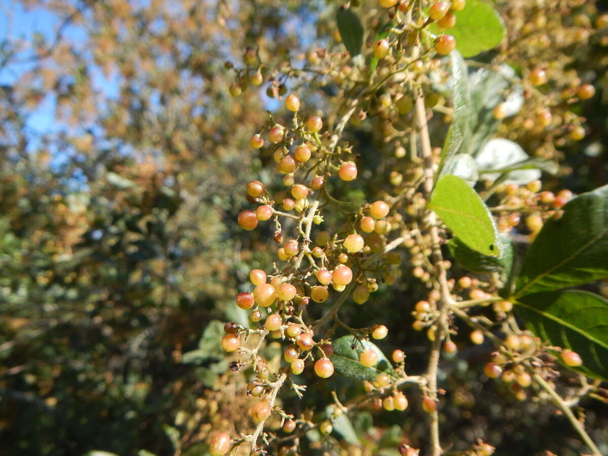 Image of Searsia rehmanniana var. glabrata (Sond.) Moffett