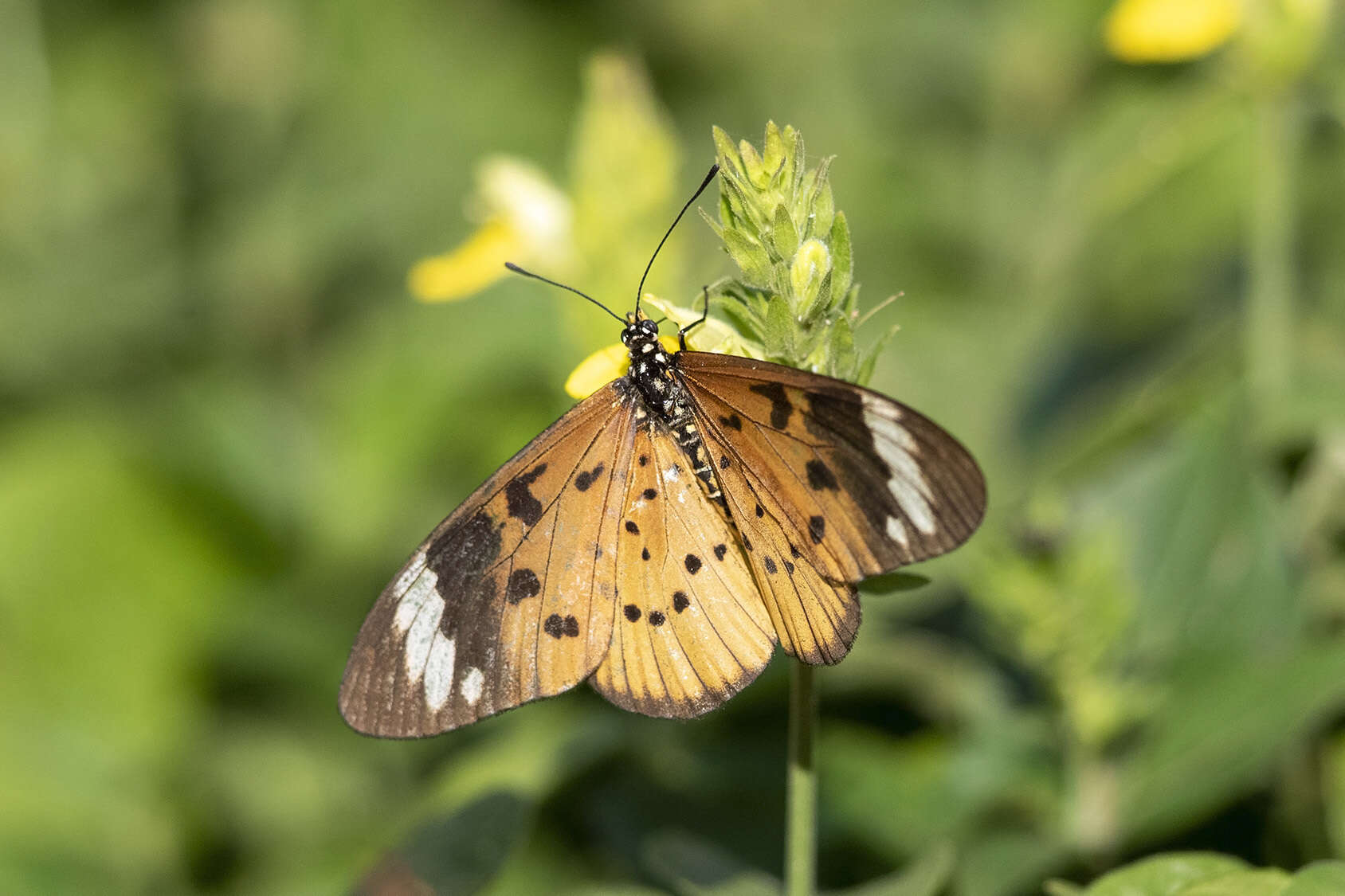 Image of Acraea encedon Linnaeus 1758