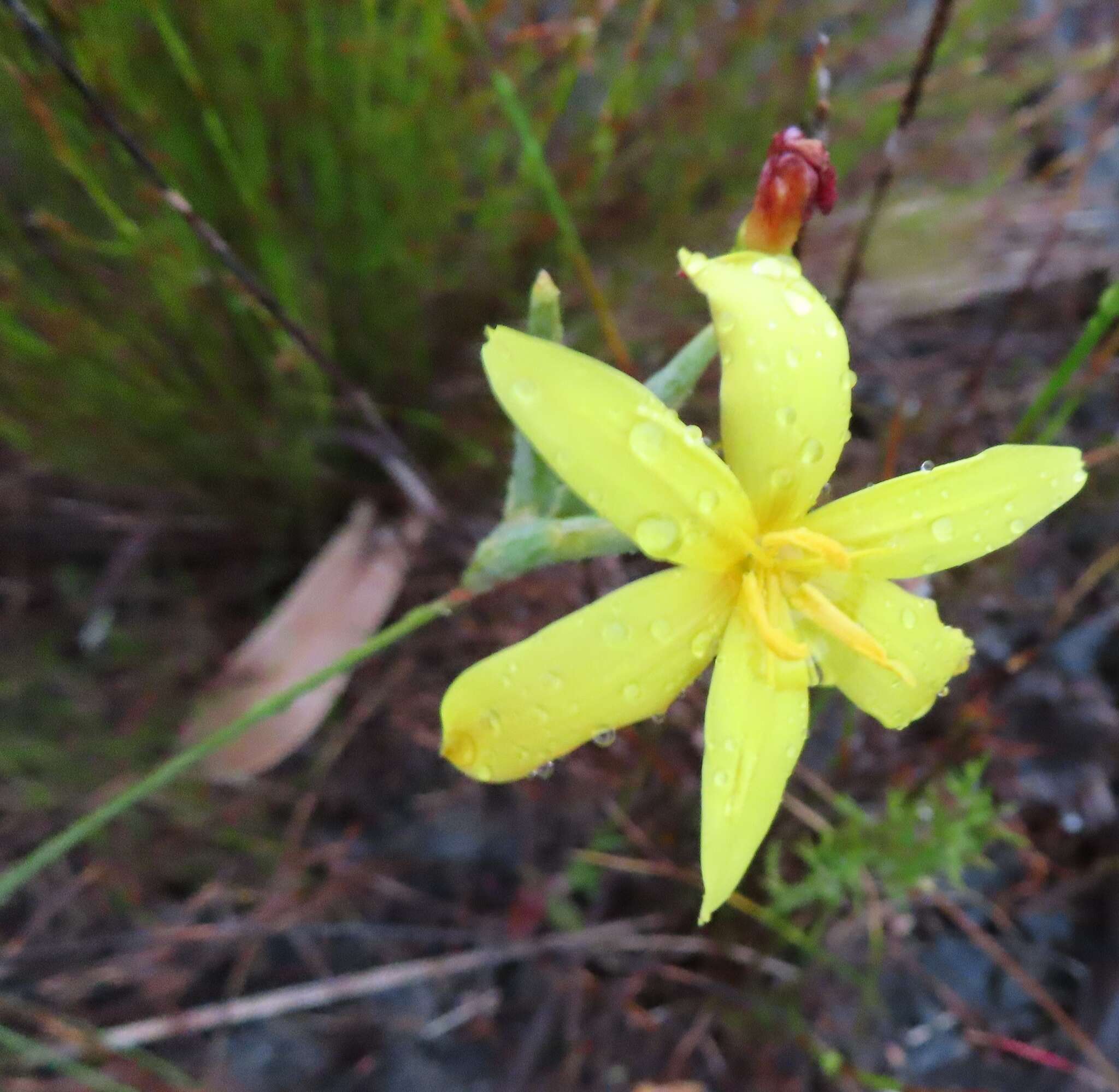 Image of Bobartia filiformis (L. fil.) Ker Gawl.