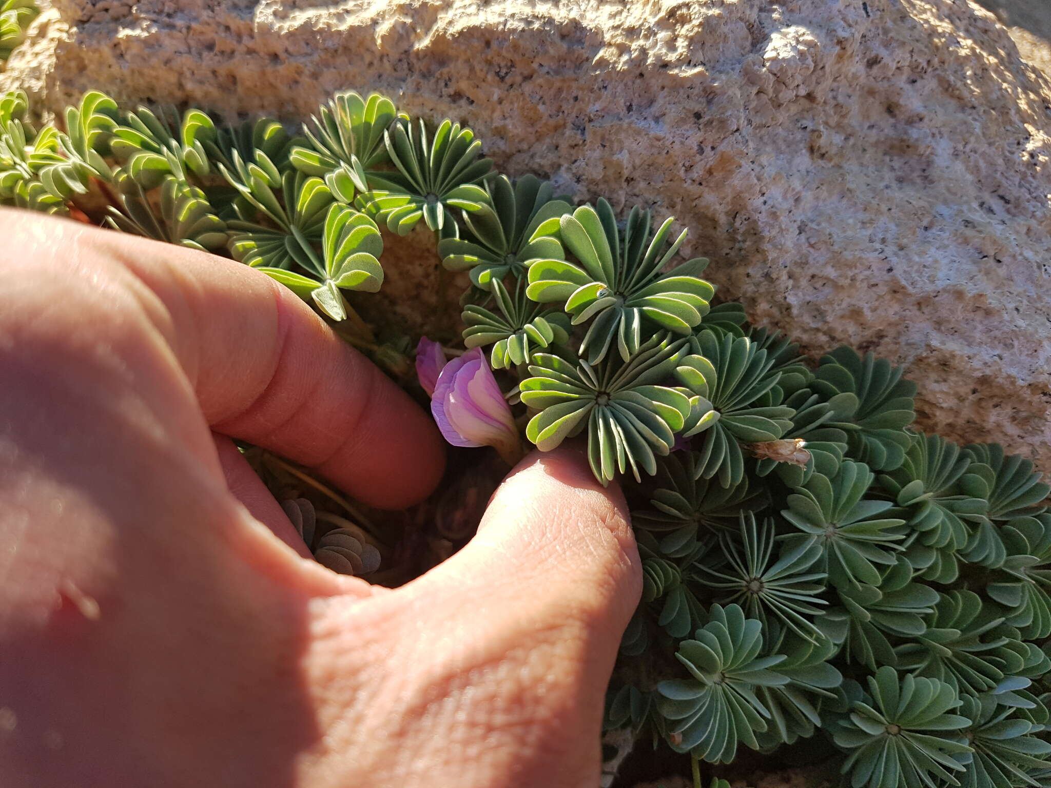 Слика од Oxalis adenophylla Gill.