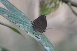 Image of Arhopala pseudomuta Staudinger 1889