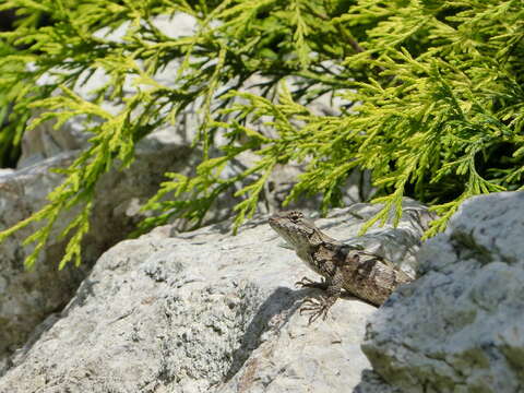 Image of Eastern Fence Lizard