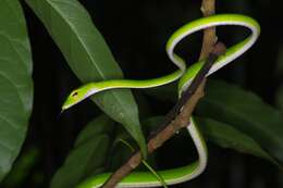 Image of Malayan Vine Snake